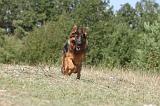 BERGER ALLEMAND 120